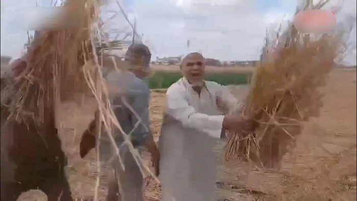 أغرب واقعة سرقة.. لص يتسلل ليلًا  ويحصد محصول القمح في محافظة الشرقية بمصر -فيديو