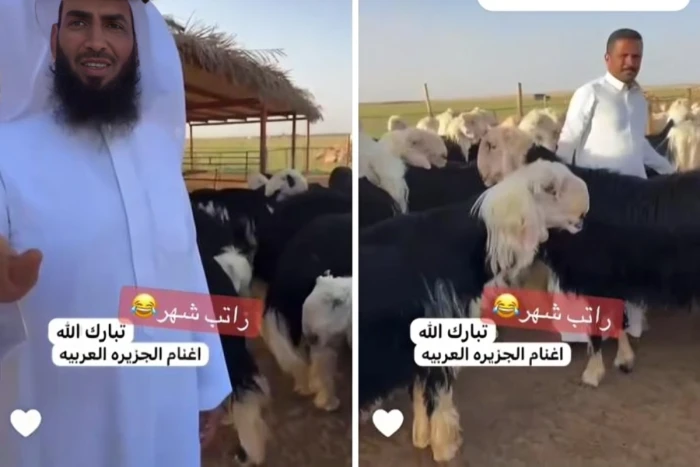 تزامنا مع اقتراب موسم الحج .. بالفيديو: تاجر مواشي يكشف مفاجأة بشأن سعر الخروف النجدي من وزن 100 إلى 115 كيلو