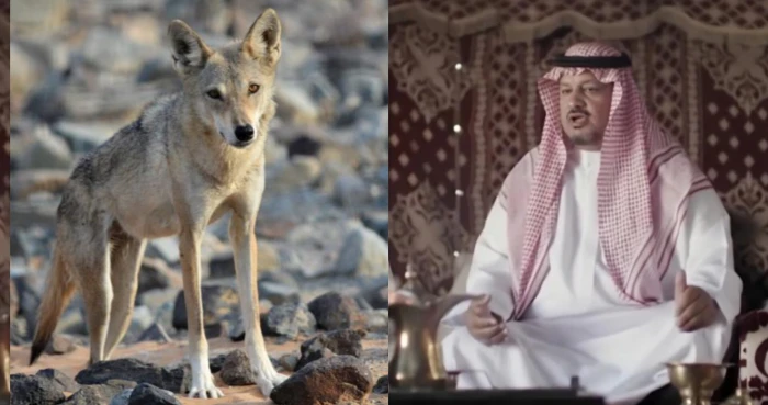 بالفيديو.. مواطن يروي قصة جده "مكازي بن دغيم " الذي أطعم ذئب  على شاة وعرف ب"معشي الذيب" ليصبح رمزا للكرم في حائل!