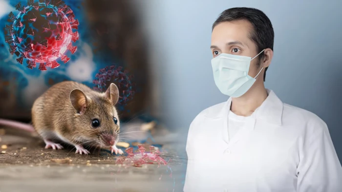 ما هو فيروس هانتا وكيف ينتقل المرض؟ … تعرف على أبرز المعلومات عن فيروس "هانتا"  و‏الأعراض المرتبطة به