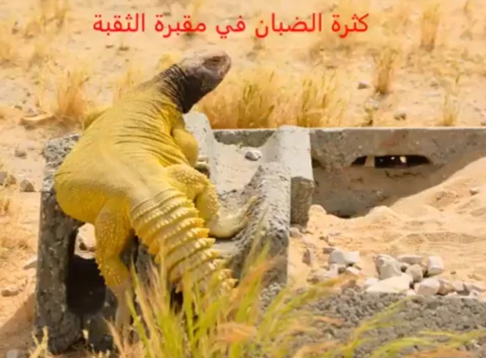 بالفيديو: انتشار الضبان داخل مقبرة بالخبر واتخاذها القبور جحورًا لها!