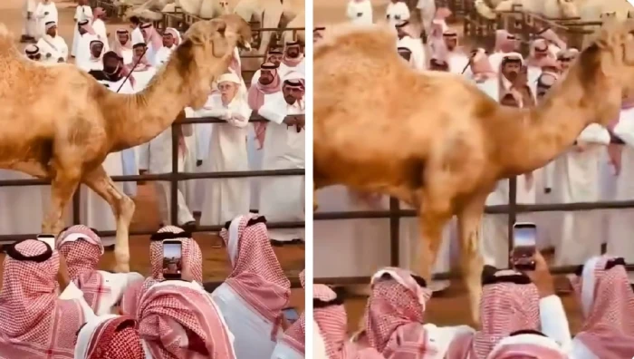 بالفيديو.. السوم على جمل يصل إلى 4 ملايين و800 ألف ريال