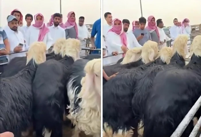 بالفيديو: مزاد علني على الخراف النجدية يوثق ارتفاعًا لافتًا في الأسعار