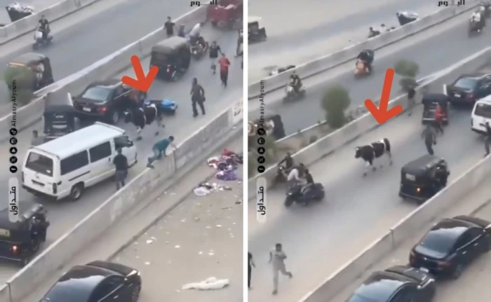 بالفيديو.. هروب ثور هائج أعلى كوبري في مصر يثير الذعر بين المارة
