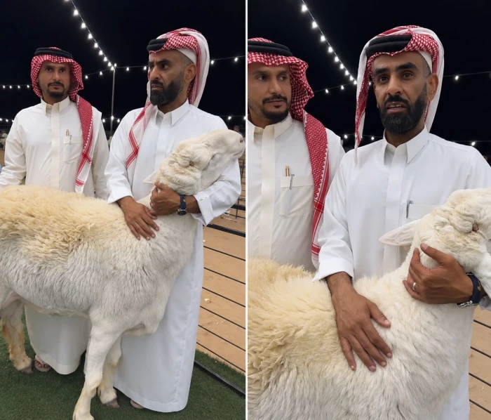 بالفيديو.. مربي أغنام سعودي يكشف عن تطوير سلالة نادرة لخروف حري.. ويرد على المشككين: أتحدى أي مخلوق يثبت وجود تهجين