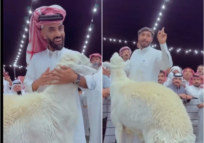 فيديو جديد: صاحب الفحل الحري "نيوم" يكشف عن حجم الخروف الطبيعي للرد على الشائعات