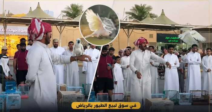 بعد وصول السوم 4 آلاف ريال.. بالفيديو: ببغاء يطير من يد مالكه ويربك مزادًا في سوق الطيور بالرياض
