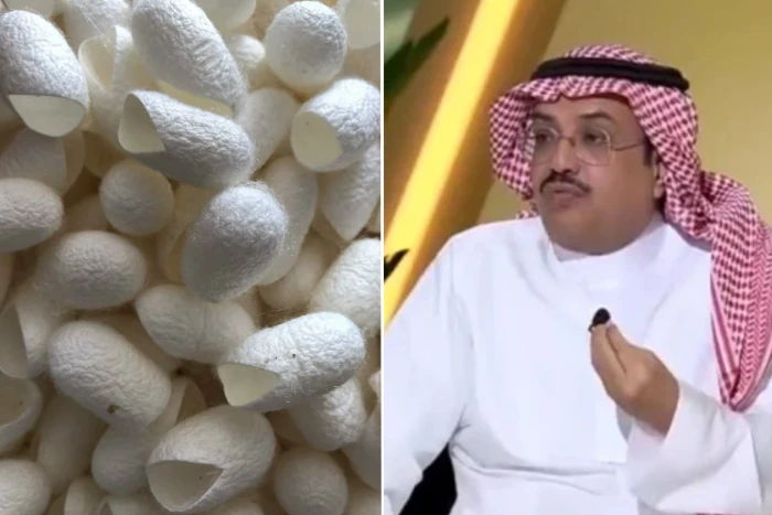 هل الحرير الخام المستخرج من دودة القز يعالج ضعف القلب الناتج عن السمنة؟.. النمر يجيب