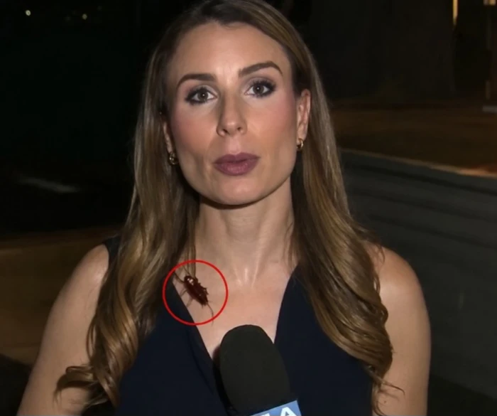 بالفيديو.. صرصور يصعد إلى عنق مراسلة أمريكية على الهواء وردة فعلها تثير الجدل