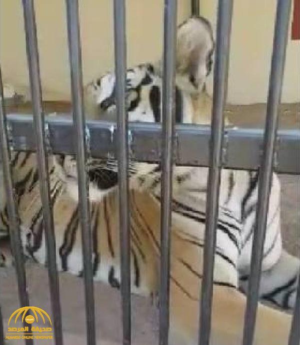 نمر يفترس عامل مزرعة و8 رؤوس غنم وحمار وكلب مربوط  في المدينة