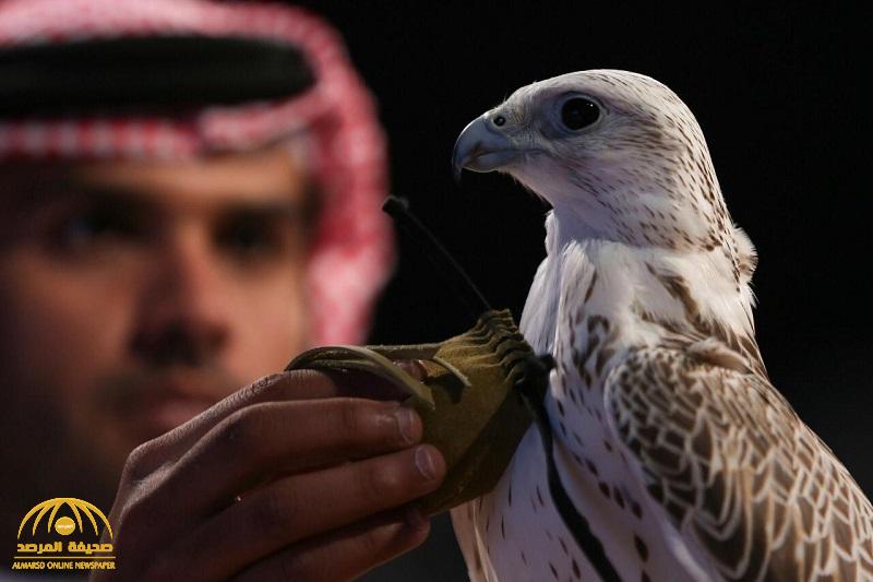 بعد التطور المذهل في الرعاية والاهتمام بالصقور .. المملكة تحقق إنجازاً عالمياً - صور