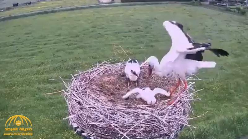 بالفيديو : شاهد ردة فعل صادمة  لـ"طائر اللقلق" تجاه أحد صغاره بعد نقص الطعام !