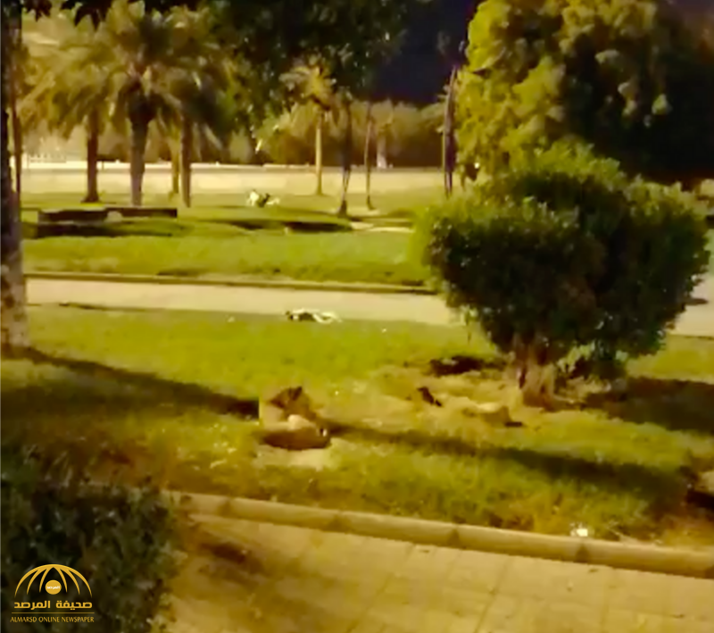 شاهد.. مجموعة من الكلاب الضالة تفترش أرض حديقة العدل بمكة!