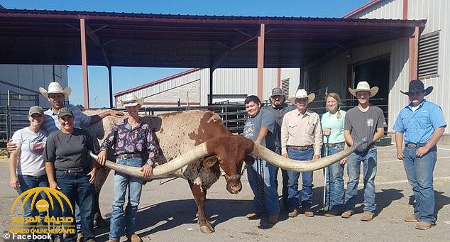 شاهد بالصور : أطول قرون في العالم تستعد لتحطيم الرقم القياسي واقتحام موسوعة "غينيس"