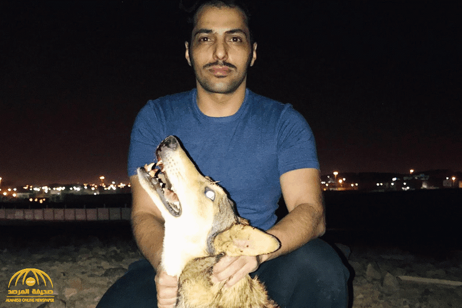 شاهد: هكذا أوقع شاب بذئب شرس أثار ذعر إحدى المناطق بالمدينة المنورة!