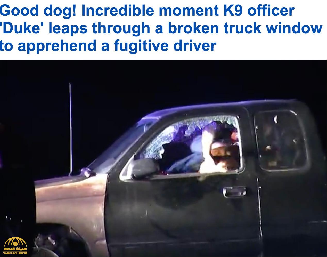 شاهد: كلب يطير في الهواء ويقفز داخل سيارة للإمساك بمشتبه به في كاليفورنيا!