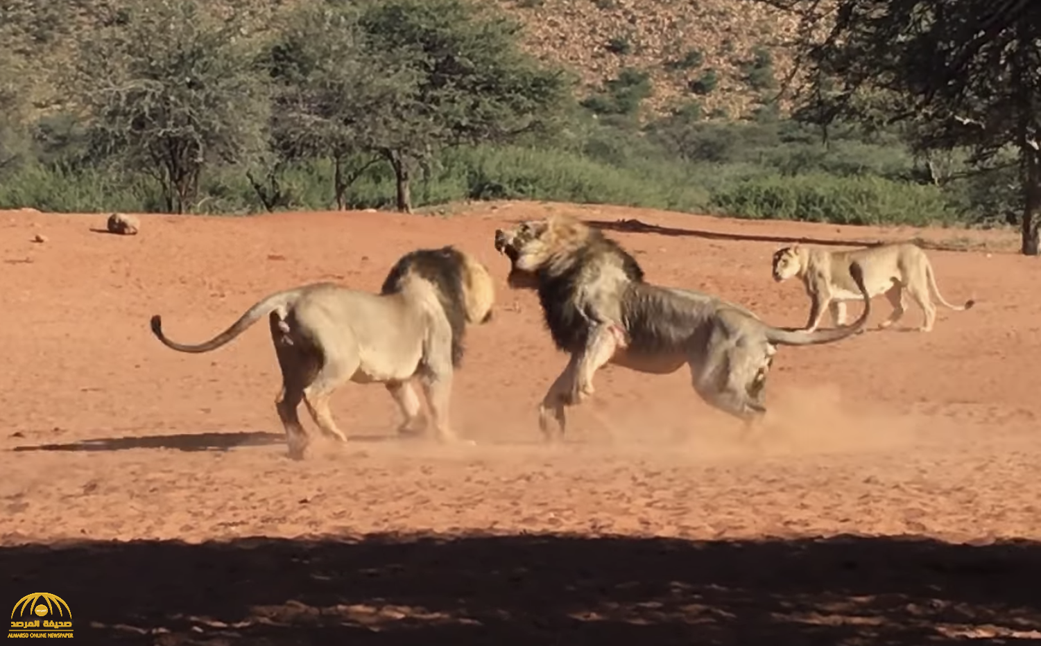 شاهد: "لبؤة" تتسبب في نشوب معركة عنيفة بين أسدين!
