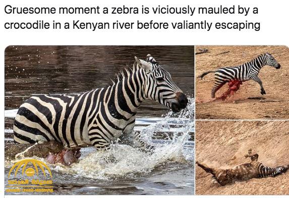 "أحشاؤه خارج بطنه".. صور مرعبة للحظة انقضاض تمساح ضخم على حمار وحشي !