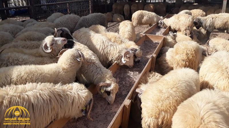 حقيقة رفع الحظر عن الأغنام الرومانية ووصول أول إرسالية إلى المملكة
