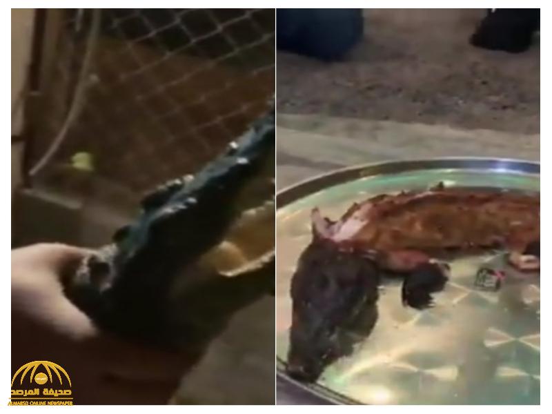 شاهد.. سعوديون من القصيم يأكلون تمساح مشوي