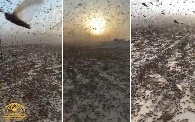 شاهد .. فيديو لأعداد مهولة من "الجراد" على طريق الرياض الدمام .. والمصور : " يا ناس الشمس ما تنشاف"