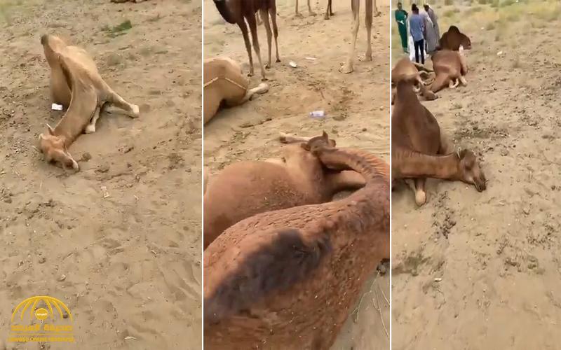 شاهد .. فيديو صادم لنفوق قطيع من الإبل في محافظة الدرب بسبب "سم الجراد" !