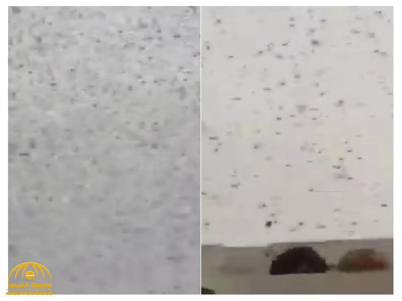 شاهد: الجراد يغزو الدمام وكورنيش الخبر.. والبيئة توجه تحذيرا عاجلاً !