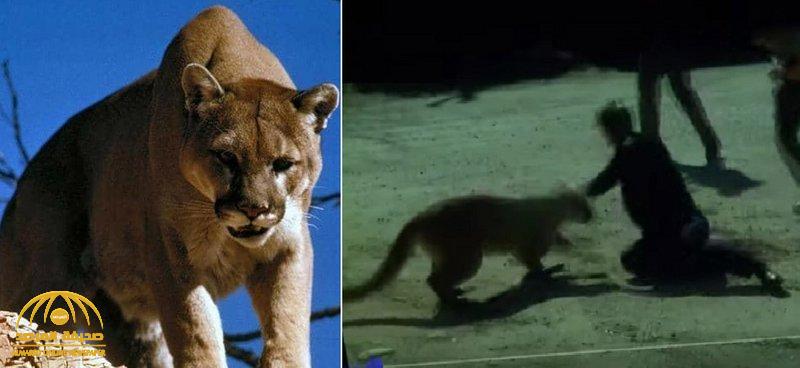 شاهد.. فيديو مرعب لأسد يهاجم امرأة ويسقطها أرضا ويحاول الوصول لرقبتها!