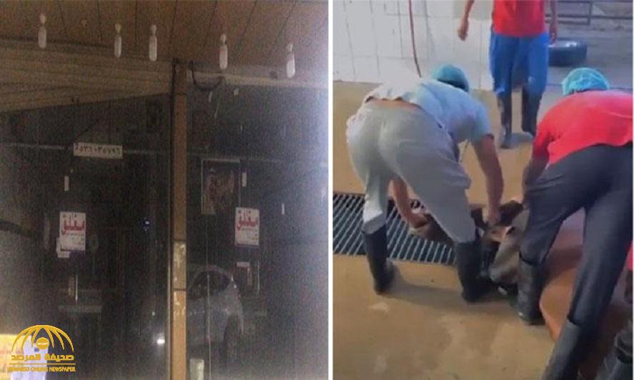 تطورات جديدة في واقعة ذبح "العجل النافق "بمسلخ  في الباحة..وهذا ما جاء في أقوال المتهمين !