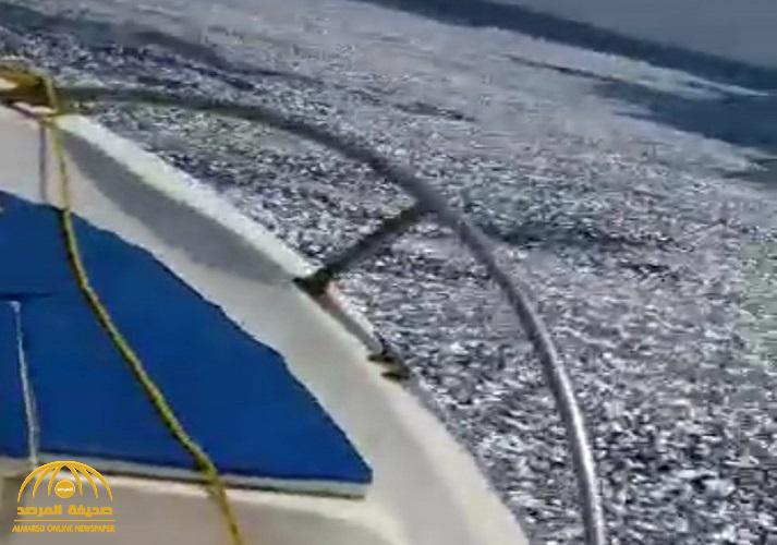 "بيئة القنفذة" تكشف سبب نفوق الأسماك ومصير المتسبب في الواقعة