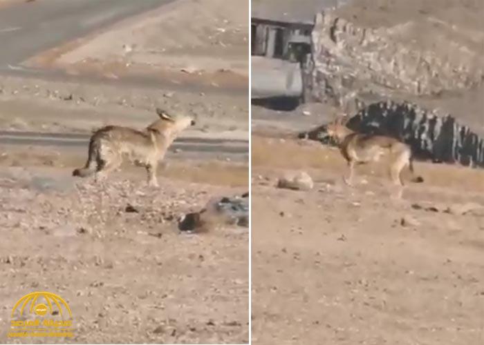 شاهد: ذئب جائع يداهم "العاقول" بالمدينة