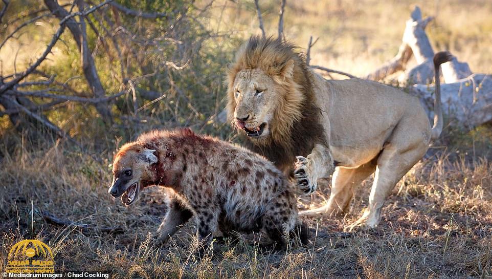 ‏شاهد .. نهاية مأساوية لـ "ضبع" حاول التحرش بأسد