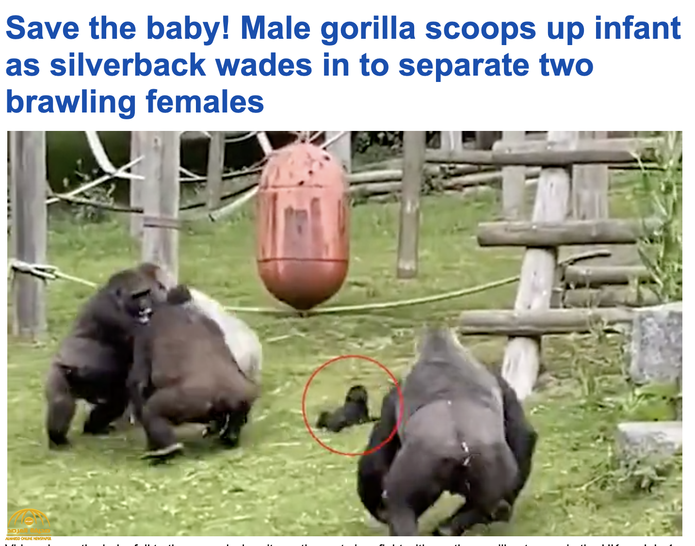 سلوك يشبه الإنسان .. شاهد: ردة فعل غوريلا تجاه "غوريلا رضيع "سقط  من على ظهر والدته أثناء شجار بين القطيع!
