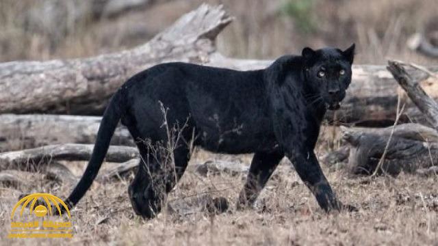 أول تعليق رسمي من الحياة الفطرية بشأن فيديو النمر الأسود في جبال وادي ضرك بالباحة
