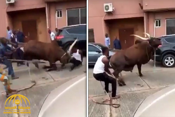 شاهد.. مقطع مثير لـ "جاموسة" تسحل جزارا أثناء محاولة ذبحها في العيد !