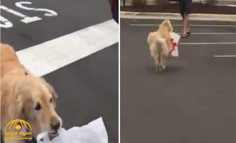 فيديو يحقق ملايين المشاهدات.. شاهد: “كلب” يستلم طلبات الـ"دليفري" بدلا من صاحبه  في زمن كورونا