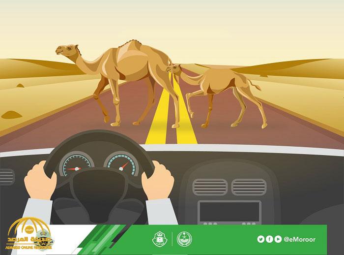 الغرامات تطارد ملاك "الإبل السائبة" في حالتين!