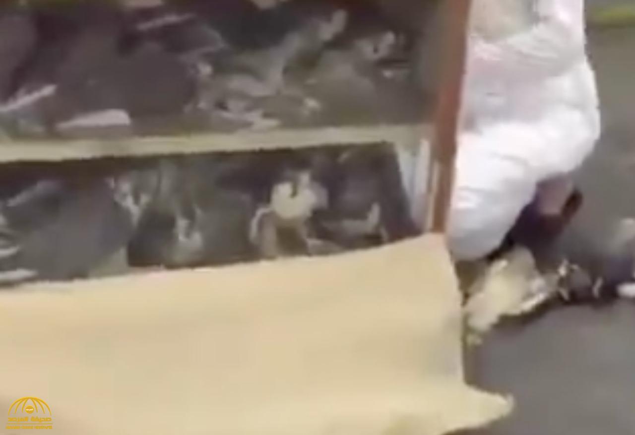 شاهد: نفوق عدد من الصقور المستوردة المحجورة في مطار الرياض!