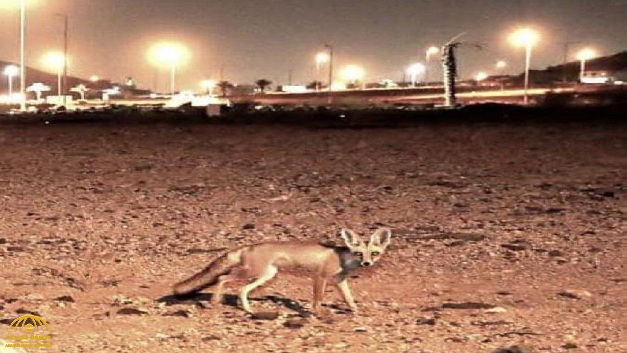توضيح من "الحياة الفطرية" بشأن سبب انتشار الثعالب في مكة بالقرب من الأحياء السكنية