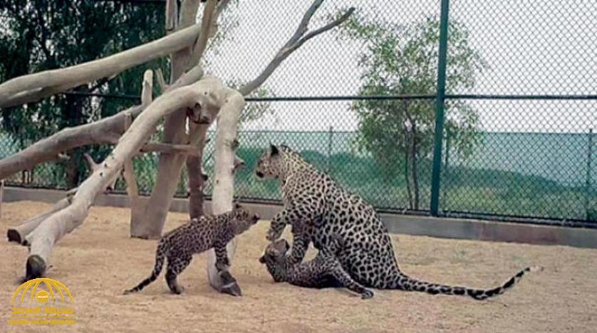 الكشف عن تكلفة إعادة النمر العربي إلى موطنه في العلا !