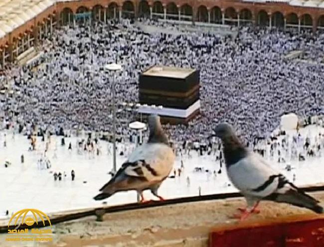 تعرف على أصل حمام الحرم وسلالته وسر اختلافه عن أنواع الحمام والطيور الأخرى في العالم