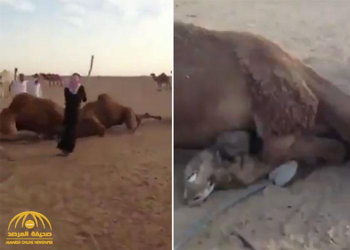 شاهد: قتال عنيف ودموي بين جملين .. وأشخاص يفكون الاشتباك بينهما بطريقة مثيرة!