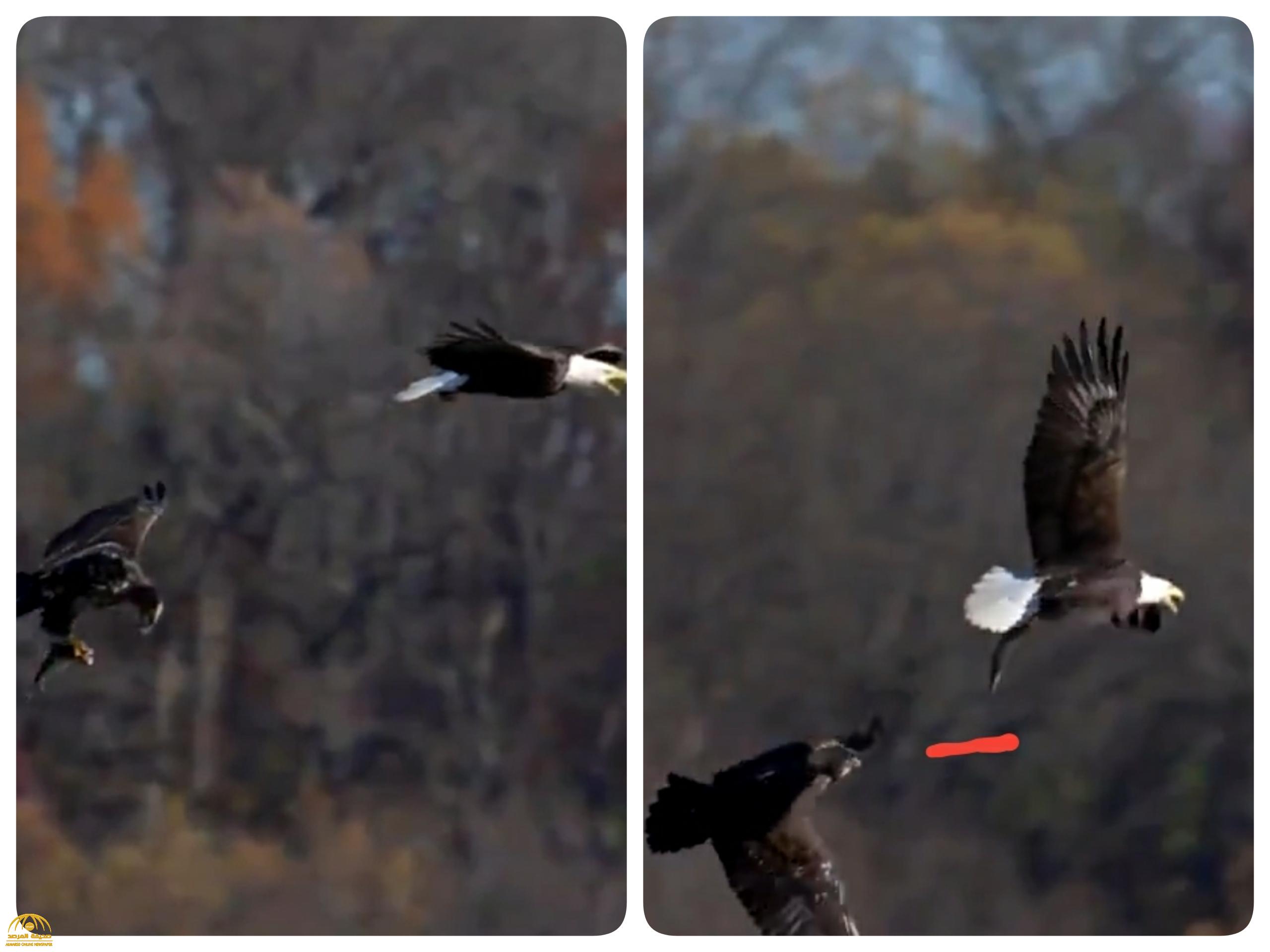 شاهد .. "نسر" يعلم ابنه التقاط الفريسة قبل سقوطها بطريقة مذهلة