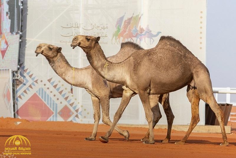 ديربي مثير بين المواطن علوش بن ضيدان والكويتي "الدبوس" في شوط "جل الصفر".. والكشف عن الفائز