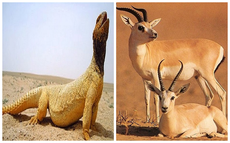 غرامة الضب 3 آلاف والغزال  25 ألف ..  تفاصيل لائحة غرامات مخالفة صيد الحيوانات الفطرية بالمملكة