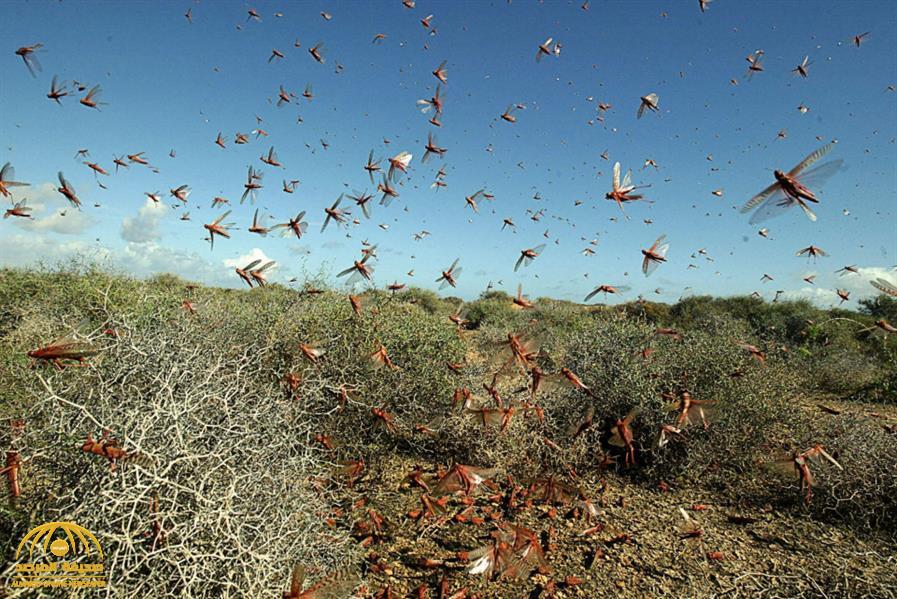 شاهد.. لحظة اجتياح أسراب الجراد لمدينة بريدة