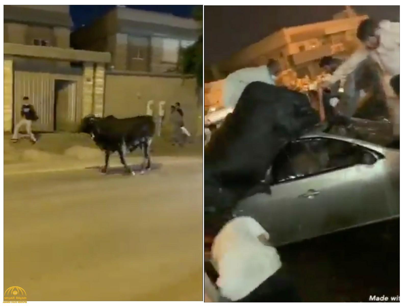 شاهد: ثور هارب يُثير الذعر في الرياض.. وهذه نهايته في الطريق العام