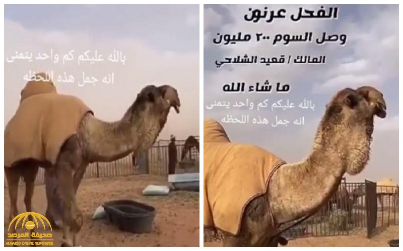 سعره 200 مليون ريال .. شاهد: "الفحل عرنون" أغلى جمل في العالم!