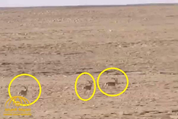 شاهد: فيديو يوثق هروب مجموعة "وعول" بمحمية في الحوطة.. وبعد اختفائها عن الكاميرا كانت المفاجأة!