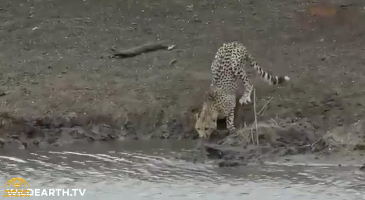 في مشهد نادر ..  شاهد .. تمساح  ضخم  يفترس حيوان " الفهد" في غمضة عين داخل بحيرة بكينيا